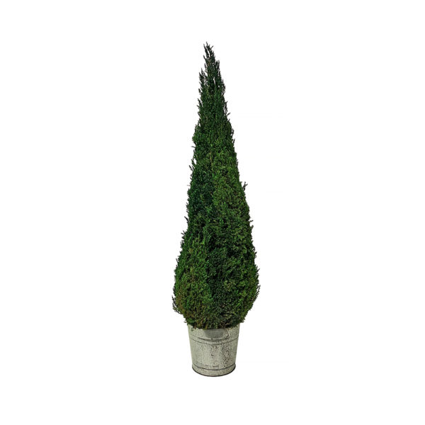 0080001 - 72 Inch Cone Juniper