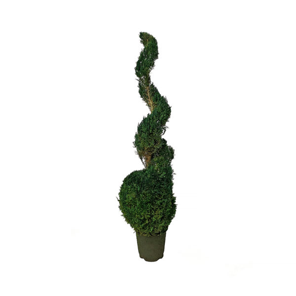 0080002 - 60 Inch Spiral Juniper