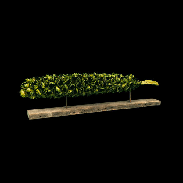 0170013 - Giant Mounted Sea Pod - Natural